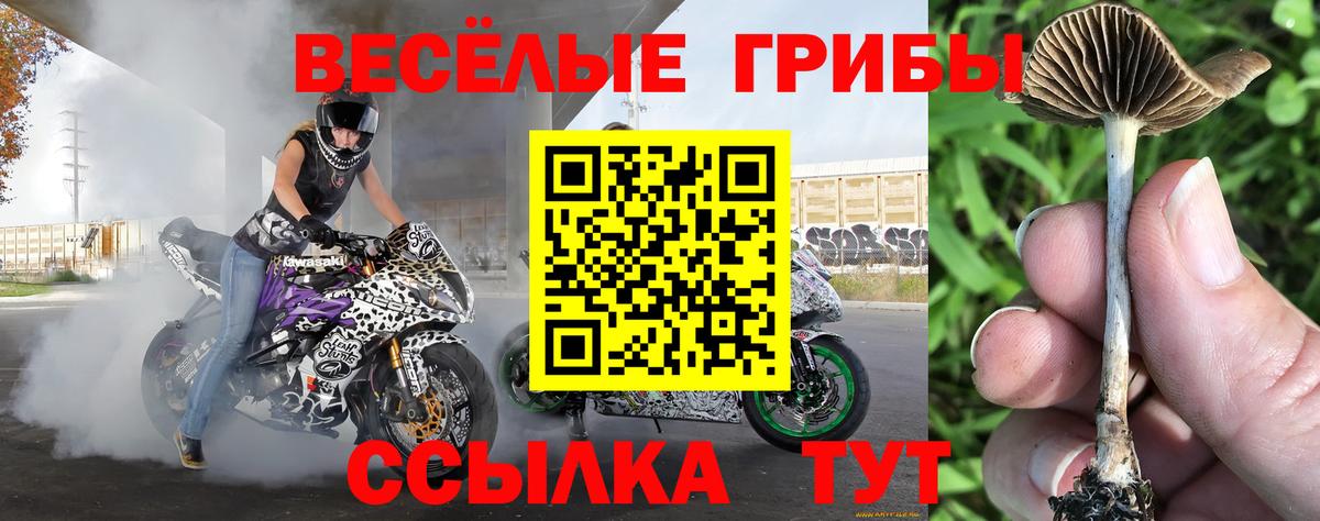 Псилоцибиновые грибы Psilocybe  Галлюциногенные грибы ЛСД  Красногорск  где купить наркоту  Вход с VPN 